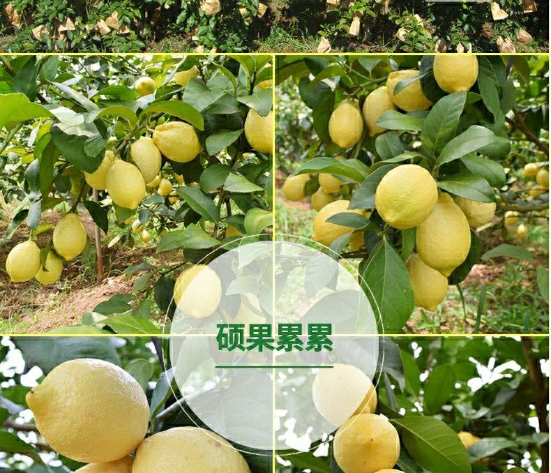 http://b2bwings-goods-image.oss-cn-shenzhen.aliyuncs.com/d0cd6bde-a9d9-404b-9d25-22bc5ce41e3b.jpg